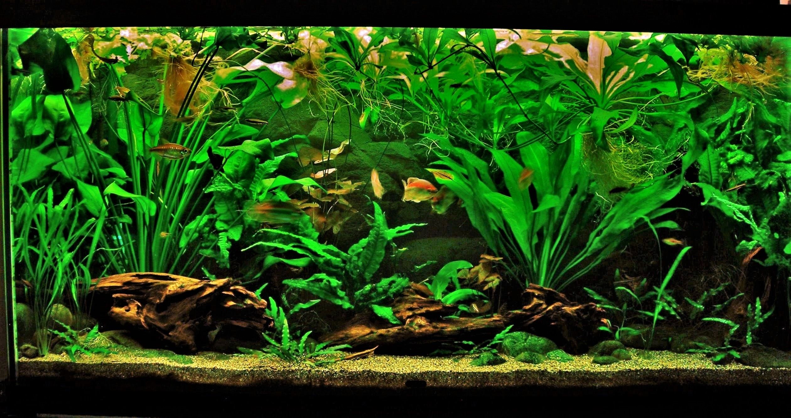 90g Sep 5-16.JPG