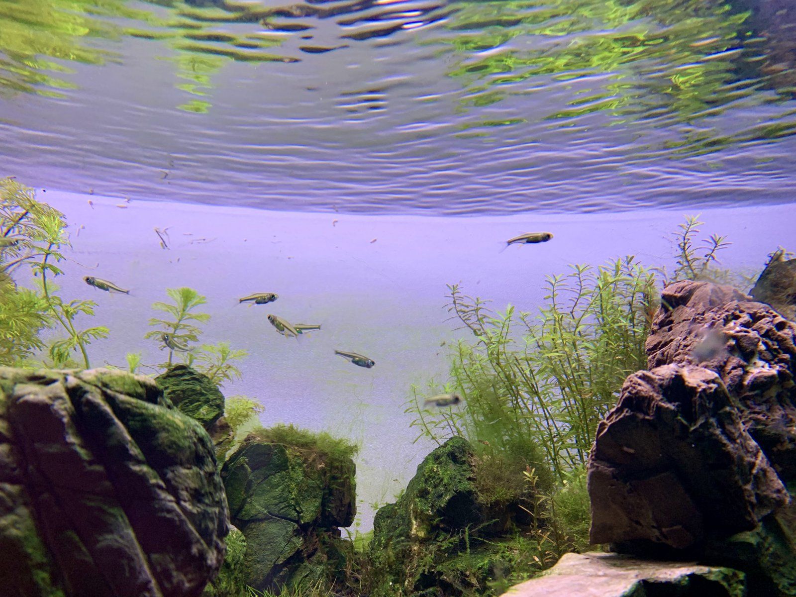 9DF71933-3E45-41AD-AEB7-2ED1E4A50599_1_201_a.jpeg
