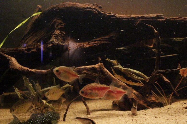 _MG_4653 (780x520).jpg