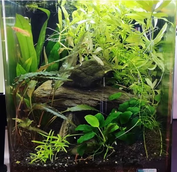 A betta 3.jpg