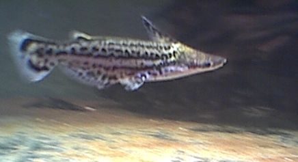 A.magoi.jpg