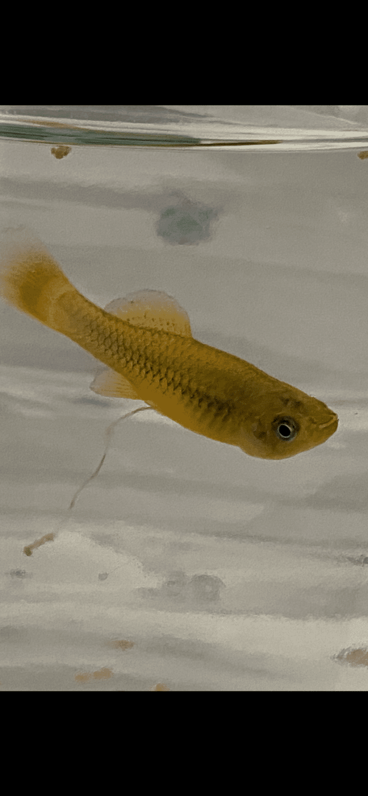 A00932DE-2F59-4F6E-8EEC-8135E6CDF5D6.png
