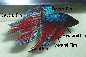 aabetta554.jpg