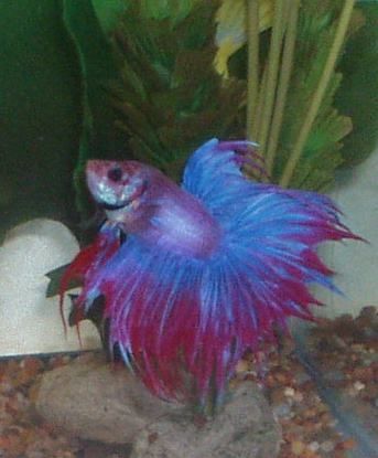 aabetta968.jpg