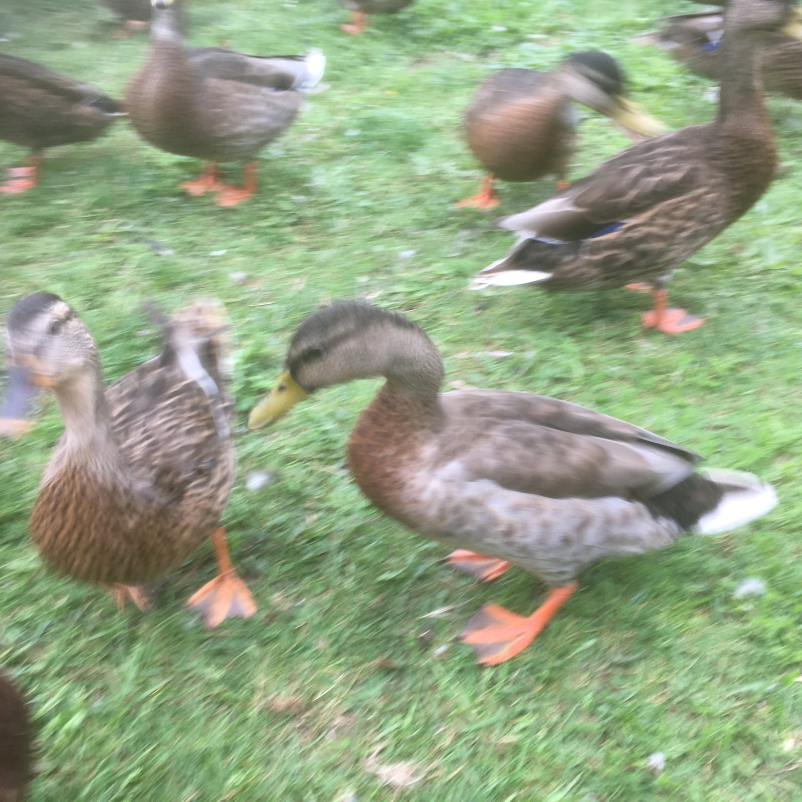 AB352F2F-9559-4FE0-B3C6-201B8CE92B55.jpeg