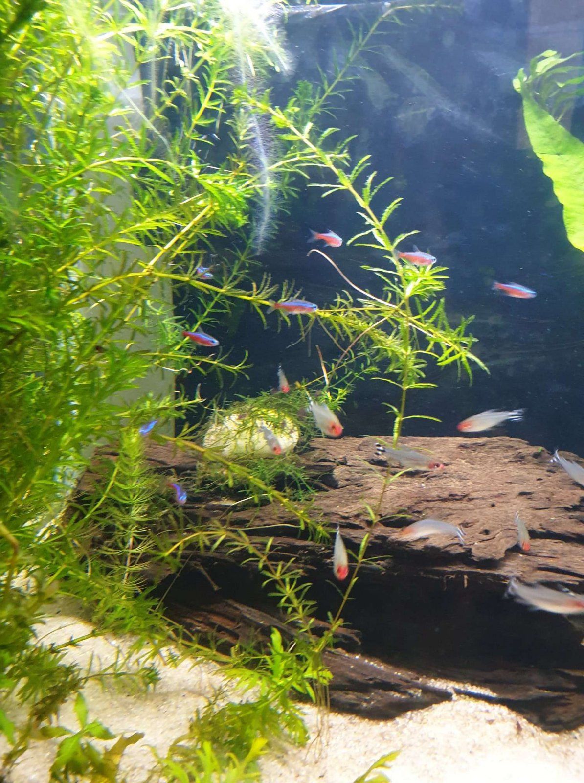 activity in the aquarium.JPEG
