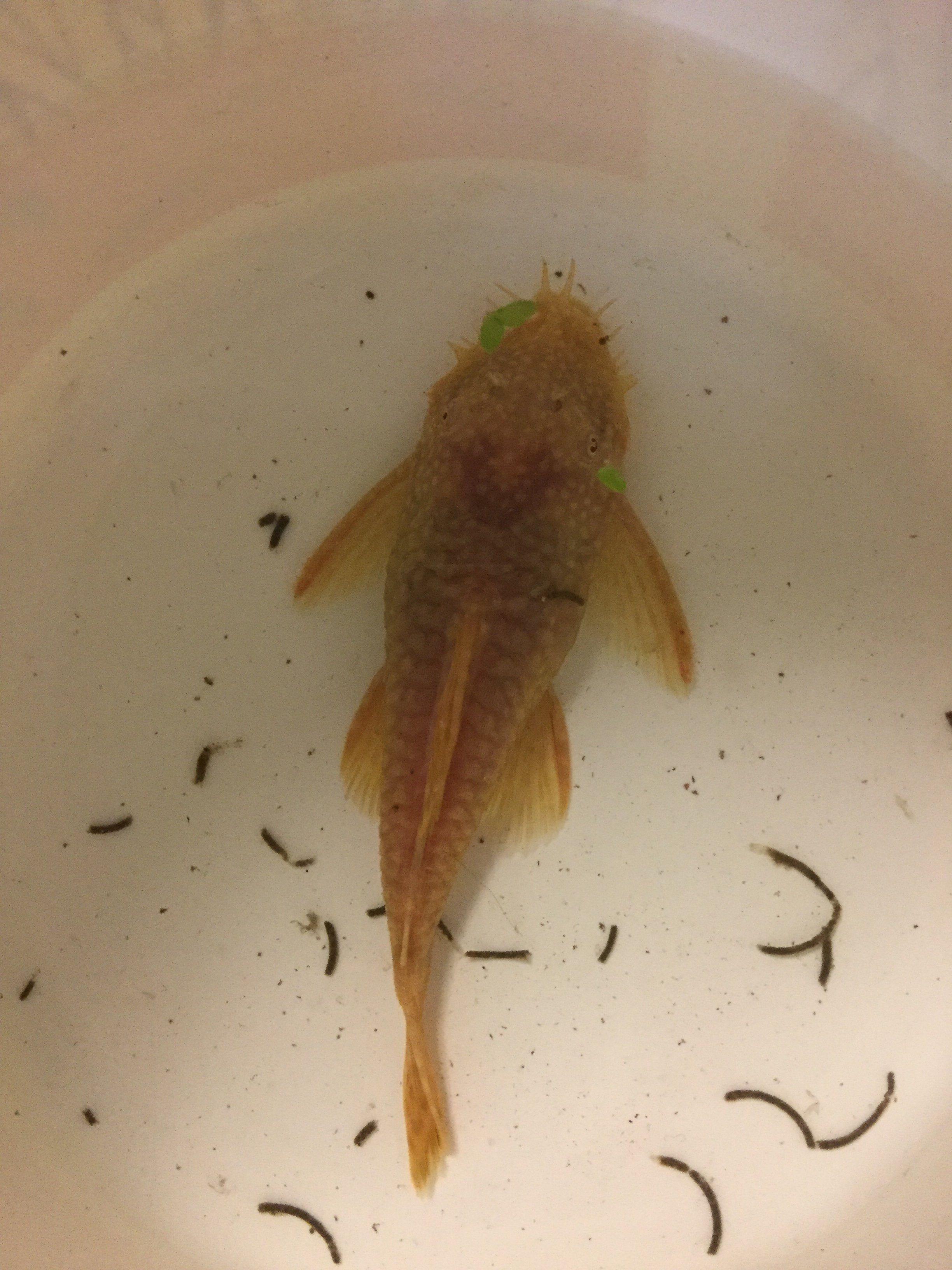adult albino BN.JPG