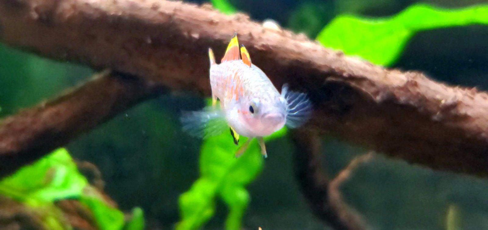 Adult Peacock Gudgeon [Female] || Name: Betsy