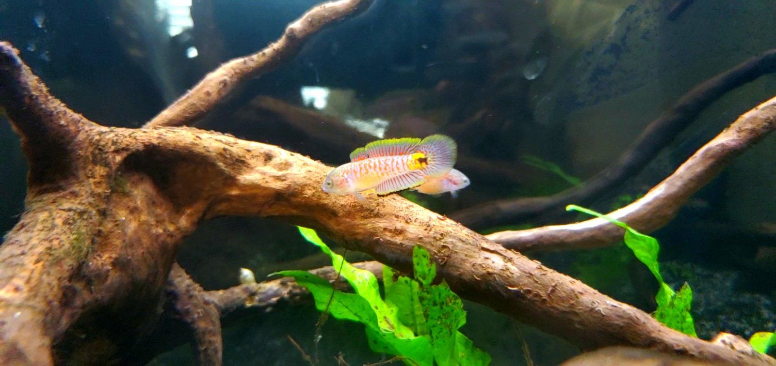 Adult Peacock Gudgeon Flaring [Male]