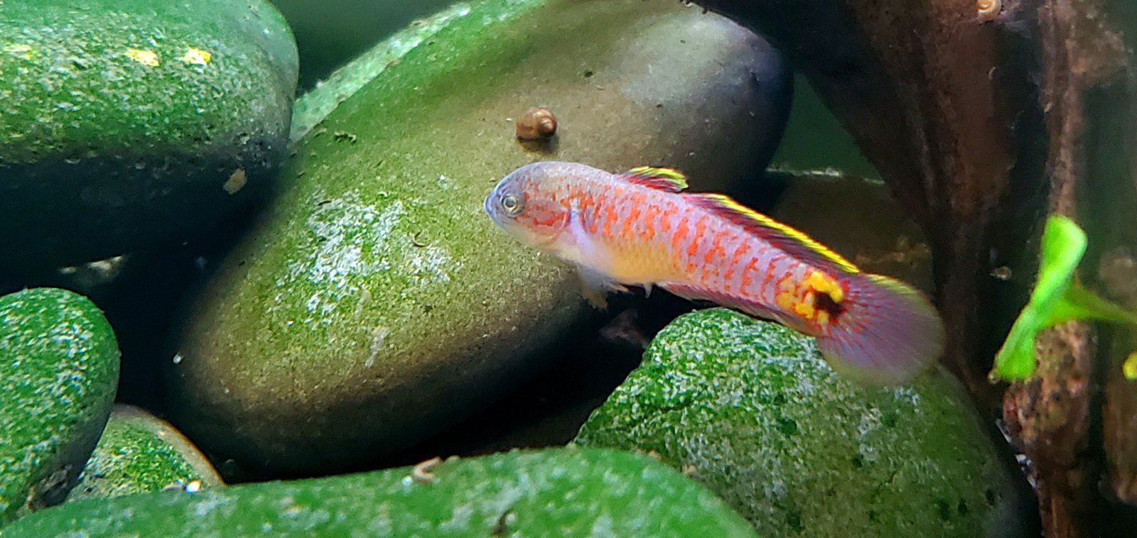 Adult Peacock Gudgeon [Male]