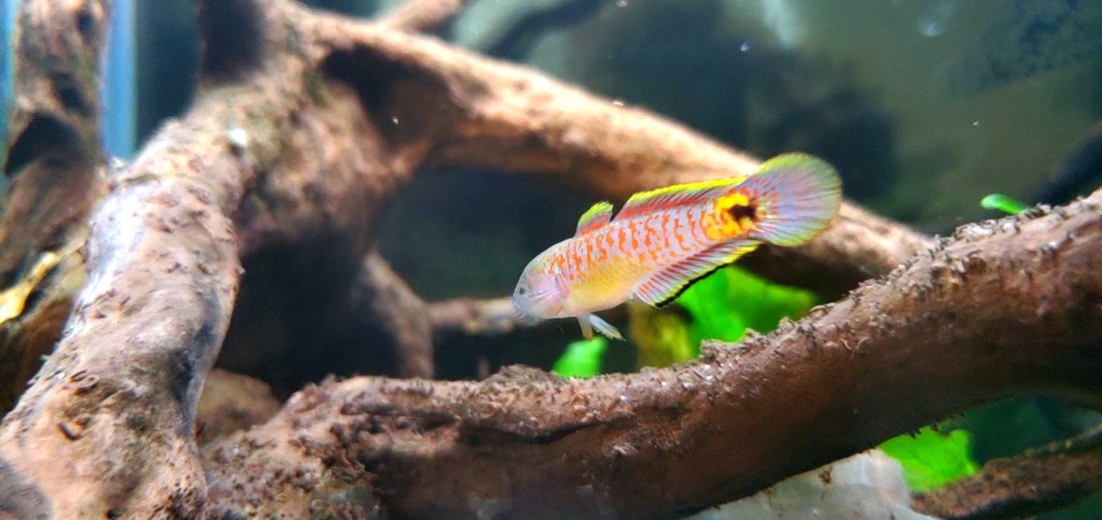 Adult Peacock Gudgeon [Male]