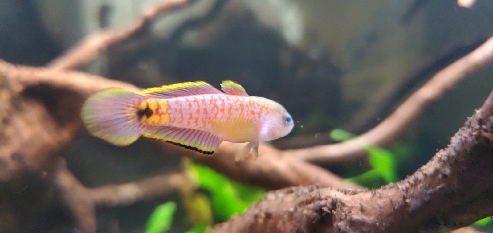 Adult Peacock Gudgeon [Male]