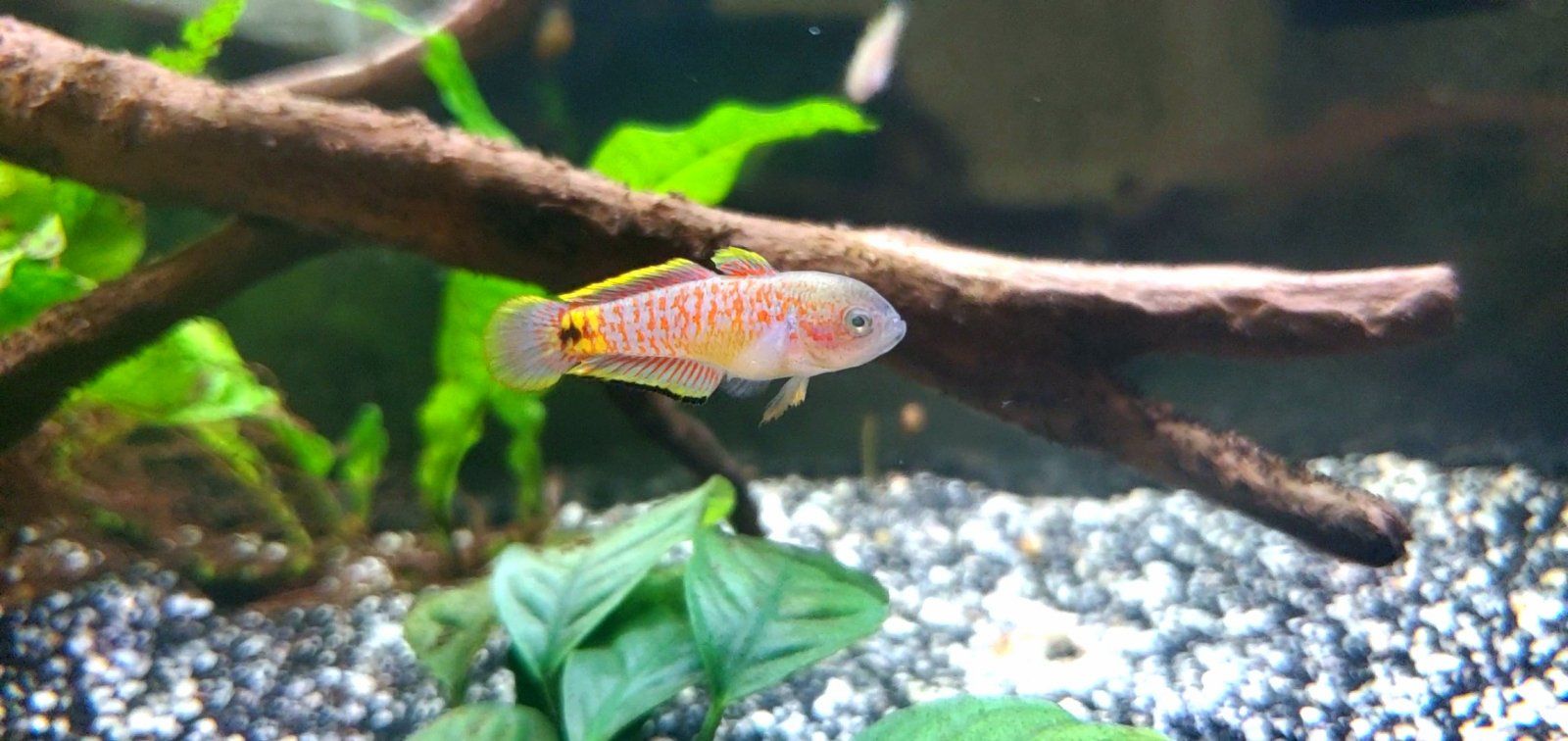 Adult Peacock Gudgeon [Male]