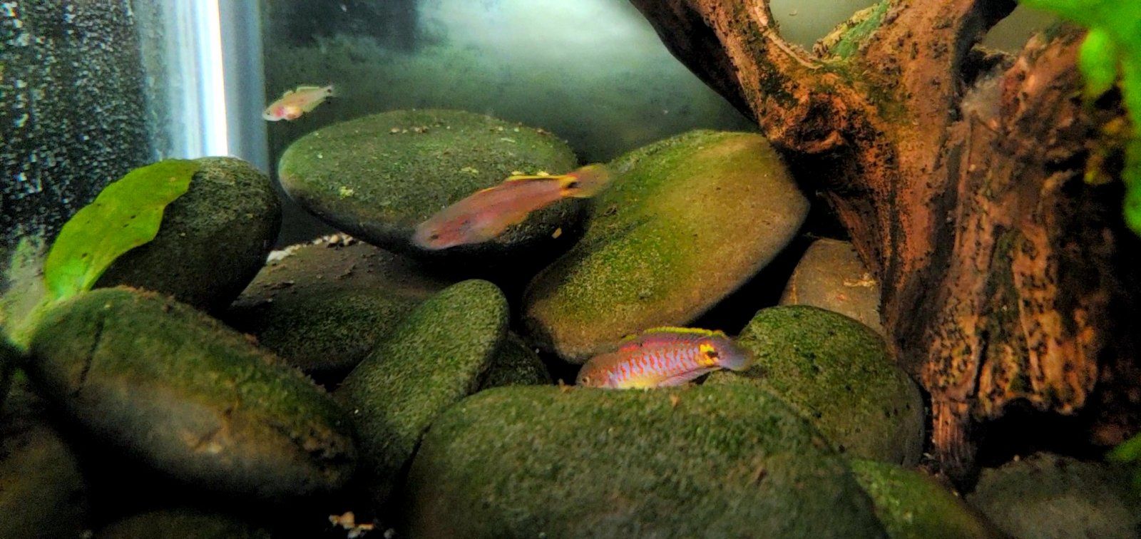 Adult Peacock Gudgeon Pair (With Cpt. Nemo) (3)