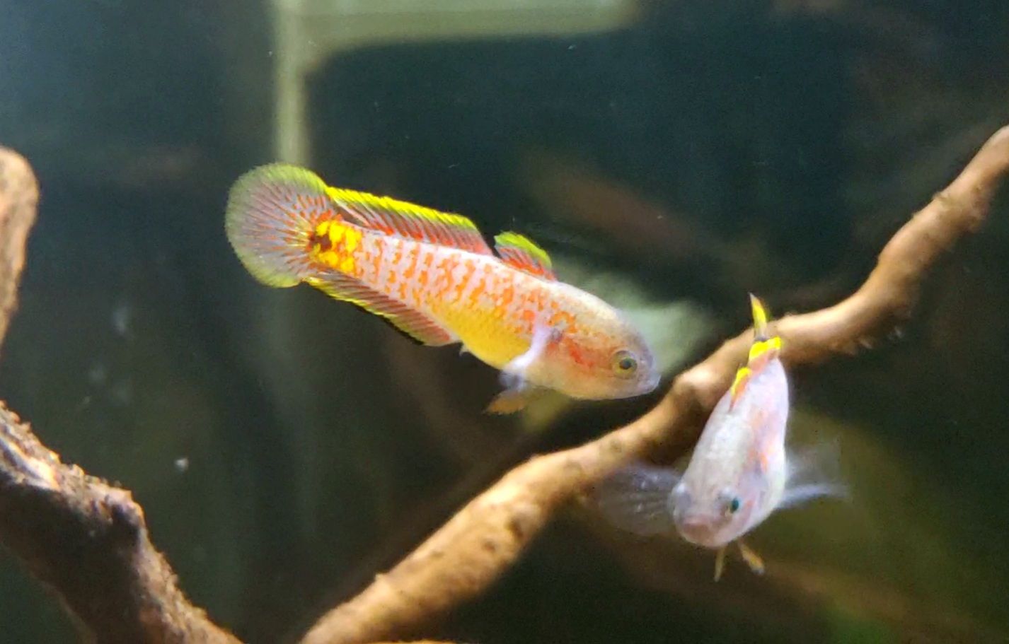 Adult Peacock Gudgeon Pair