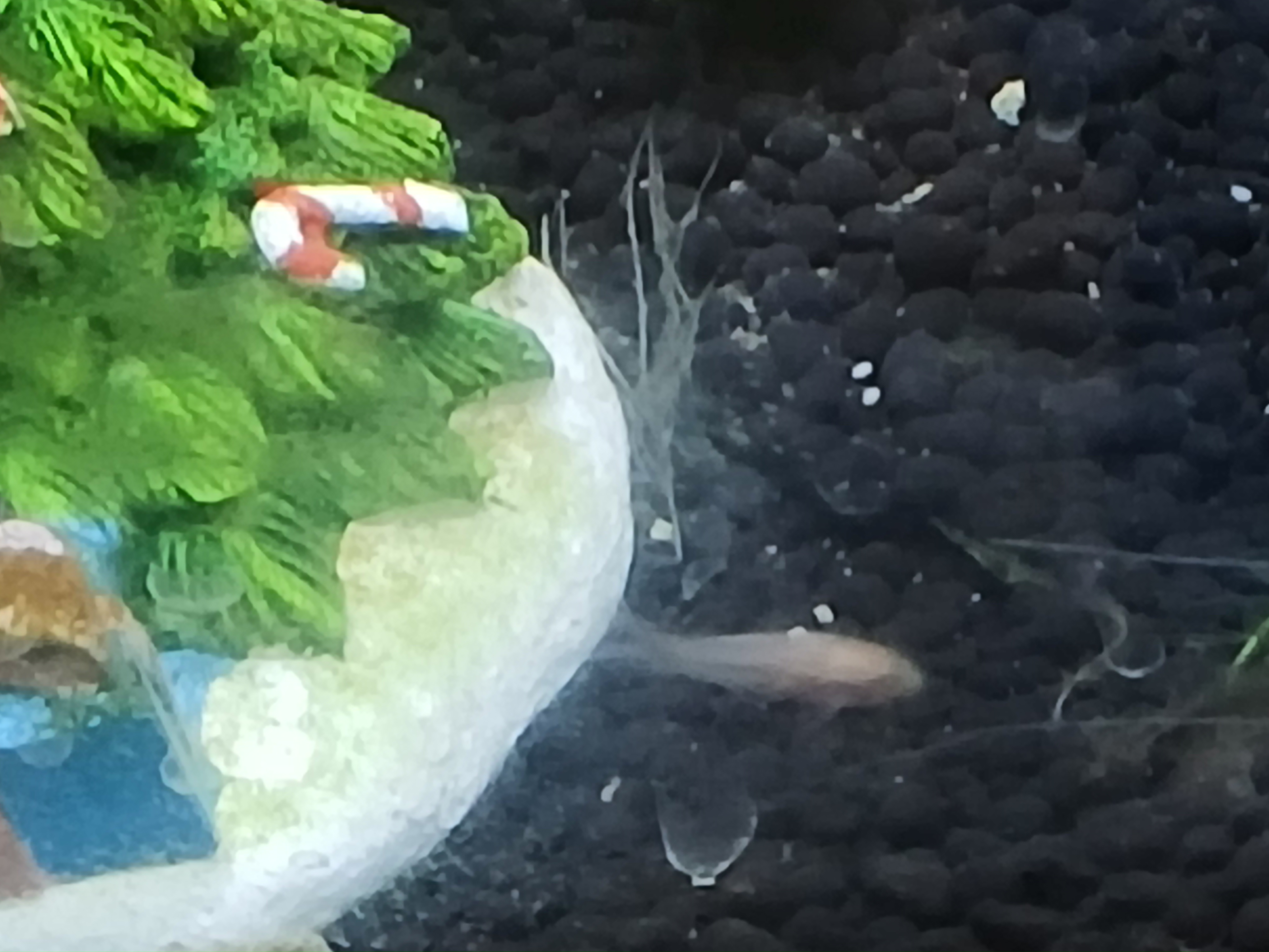 Albino Cory
