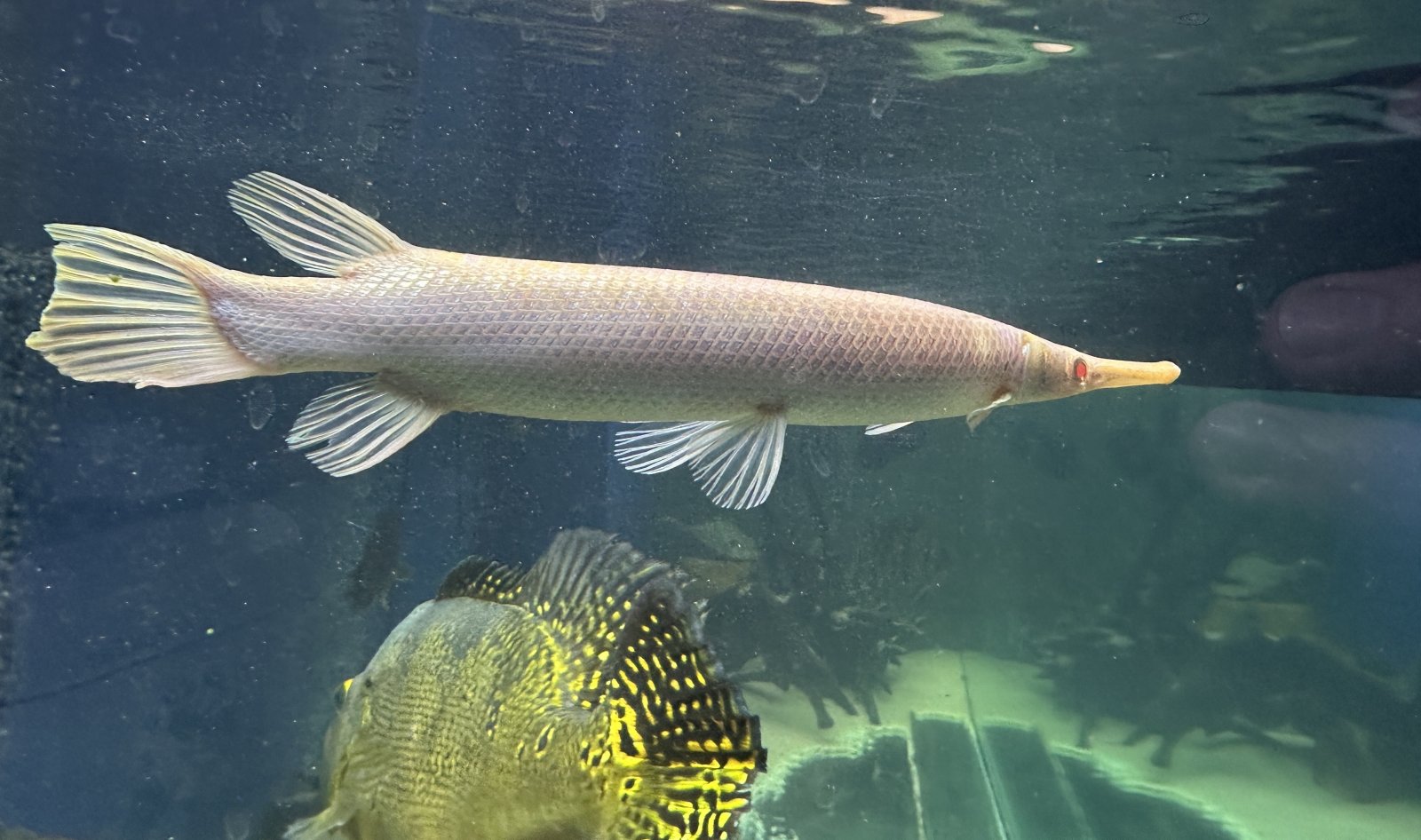 albino gar 2.jpeg