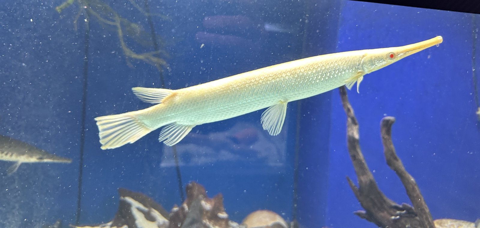 albino gar.jpeg