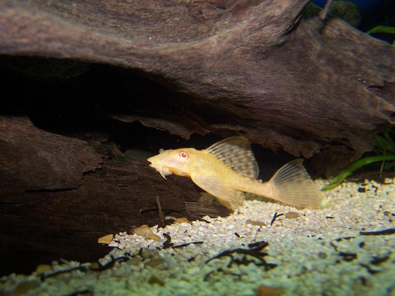 albino_pleco_1.JPG