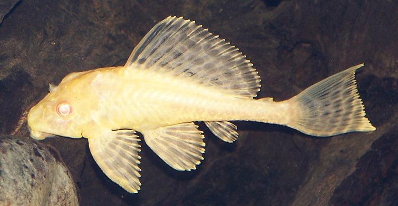 albino_sailfin_pleco.jpg