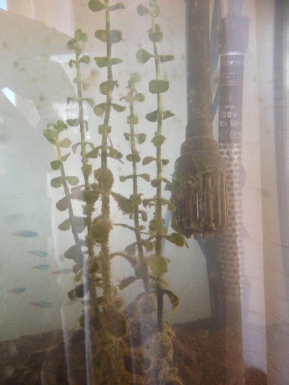 Algae 2.jpg