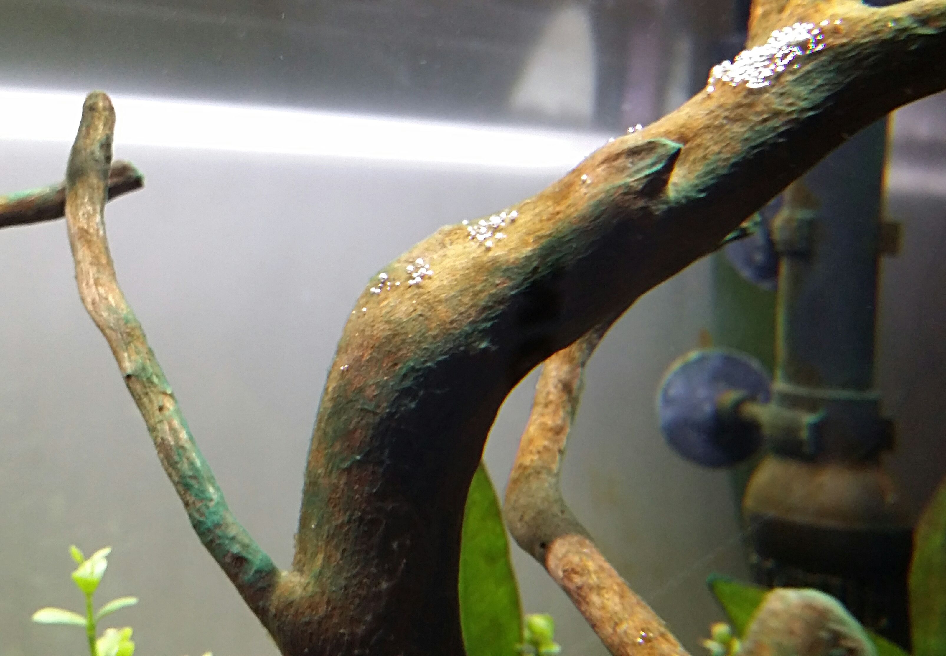 Algae 3.jpg
