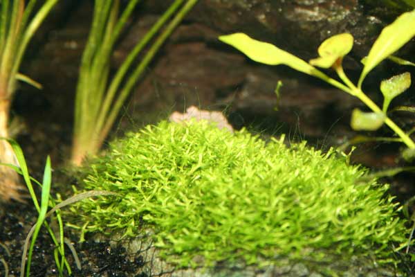algae.jpg