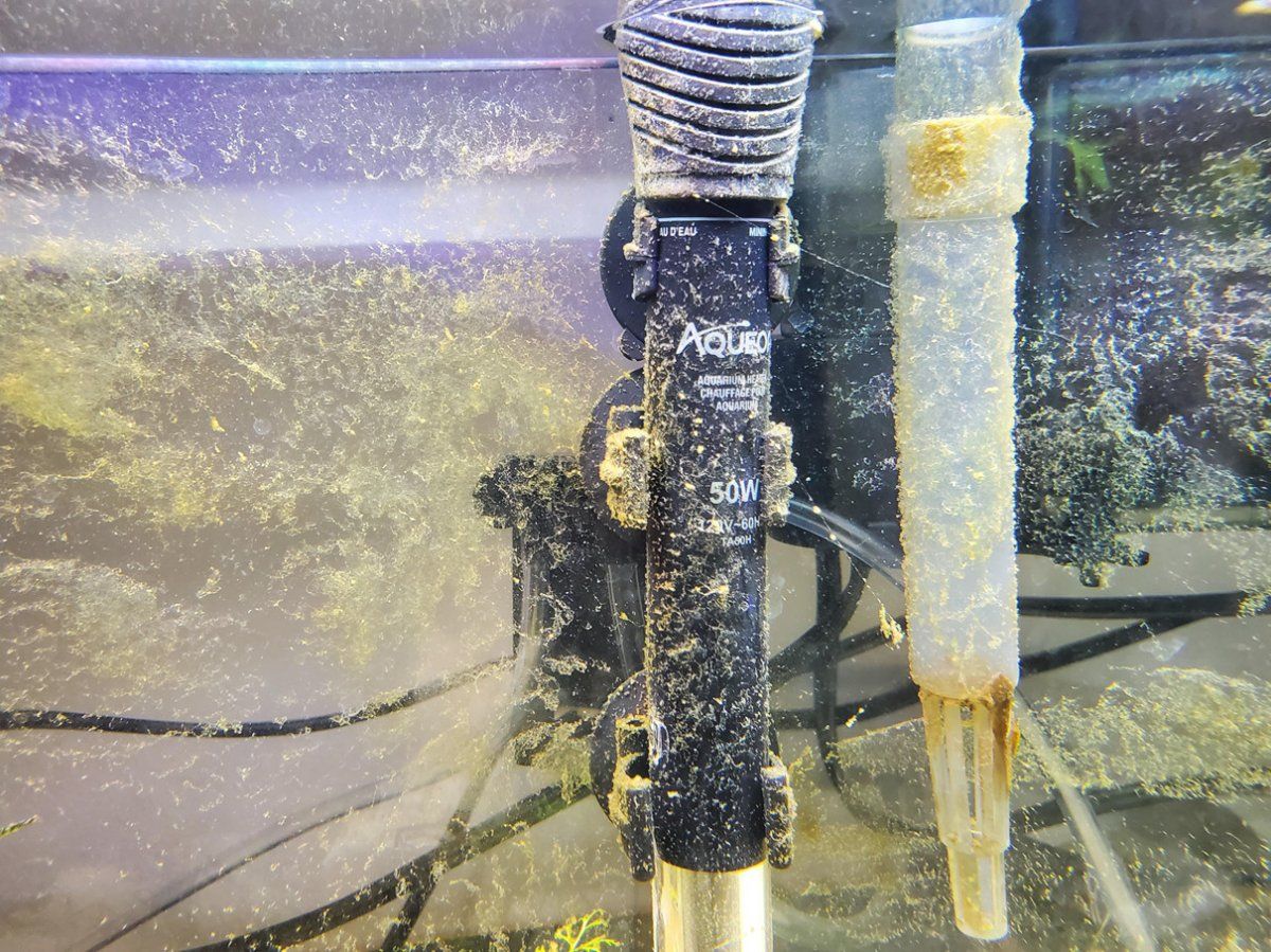 algae white_sm.jpg