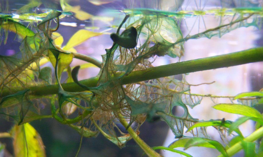 algae1.jpg