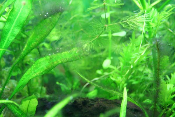 algae5.jpg