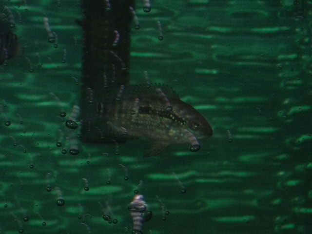 ali_swimming_through_bubbles.JPG