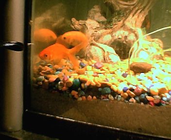 all_three_goldfish_in_corner_of_ten001.jpg