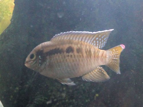 almost mature cichlid-small-cropped.JPG