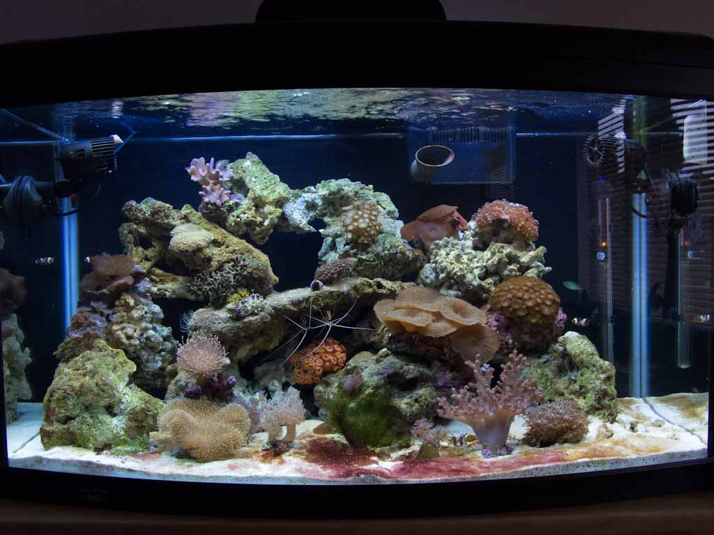 AM 900 at 6 weeks.jpg