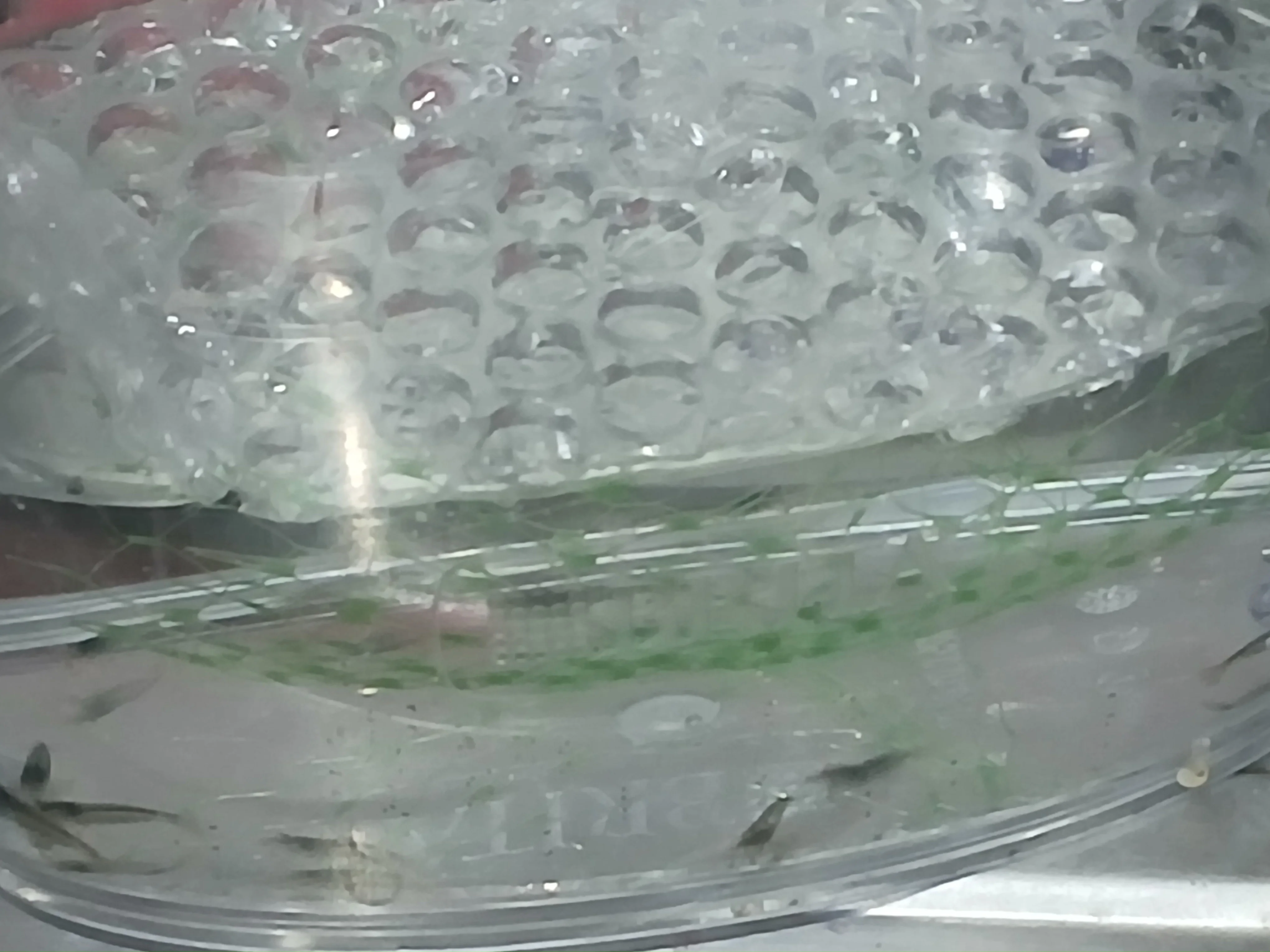 Amano Shrimp
