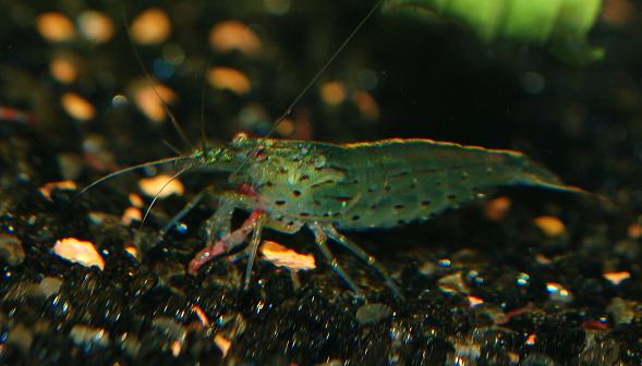 Amano1Web.JPG