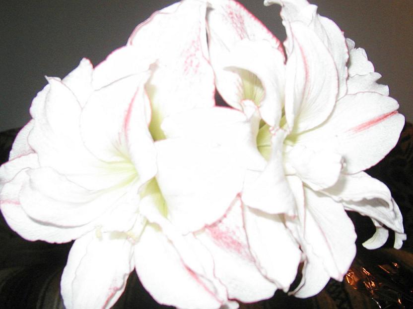 amaryllis.jpg