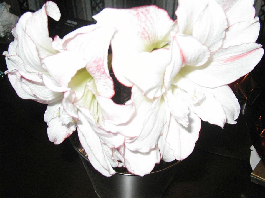amaryllis_2.jpg