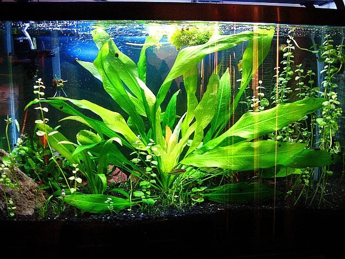 amazon_sword_plant1.jpg