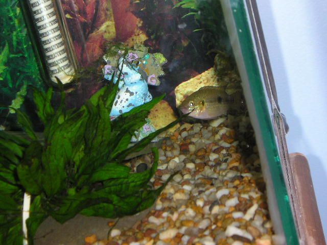 Andrew__s_tanks_2_001.jpg