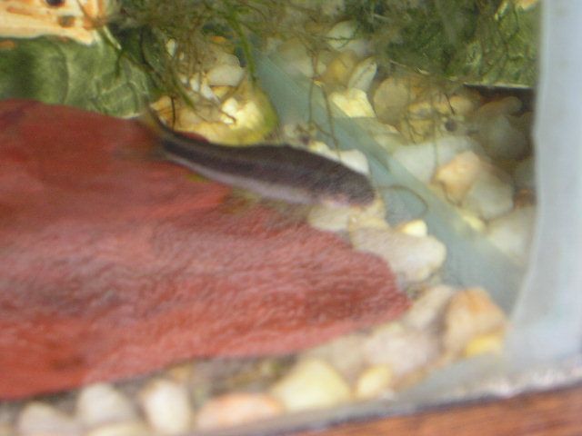 Andrews_tank_062.jpg