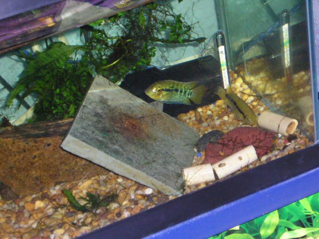 Andwer__s_fish_1_034.jpg