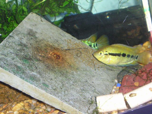 Andwer__s_fish_1_035.jpg