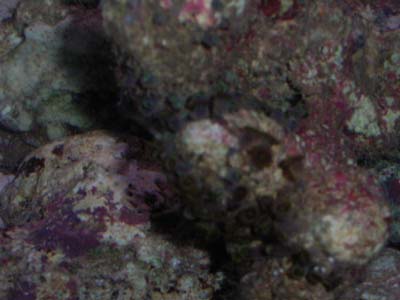 anemone_closeup.jpg
