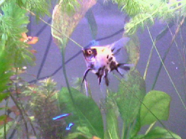 AngelFish.jpg