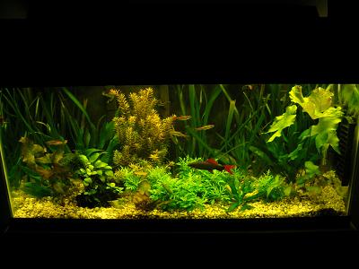 Angelos_fish_tank.JPG