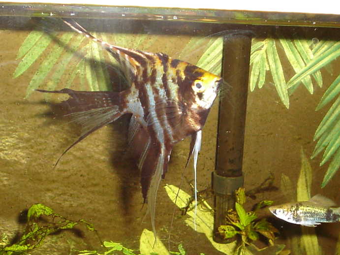 angelswordtail.JPG