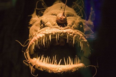 Angler Fish.jpg