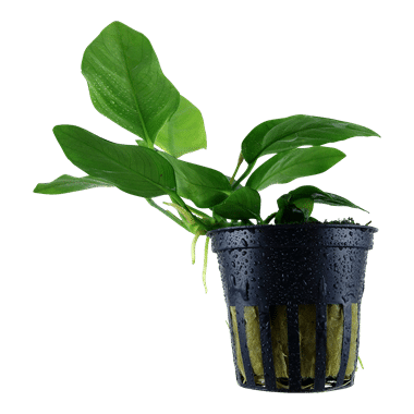 Anubias barteri nana.png