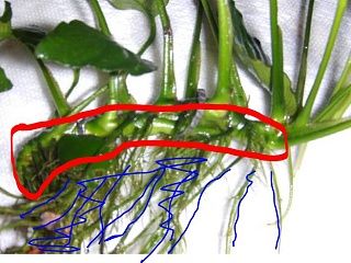 anubiasRhizome.JPG